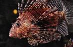 Um enorme Lion Fish no Aquário de Atlanta, na Georgia - EUA